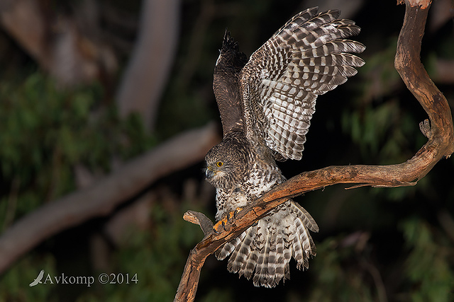 powerful owl 16768