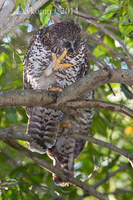 powerful owl 17522