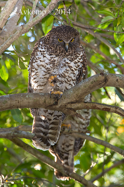 powerful owl 17523