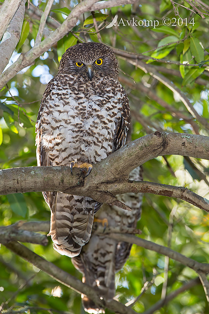 powerful owl 17525