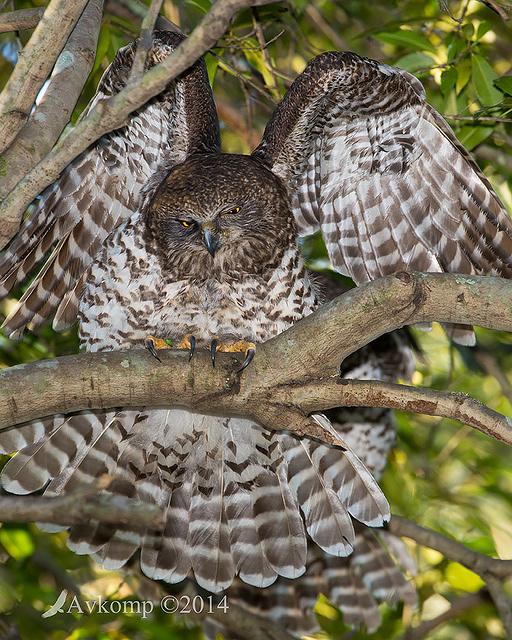 powerful owl 17537