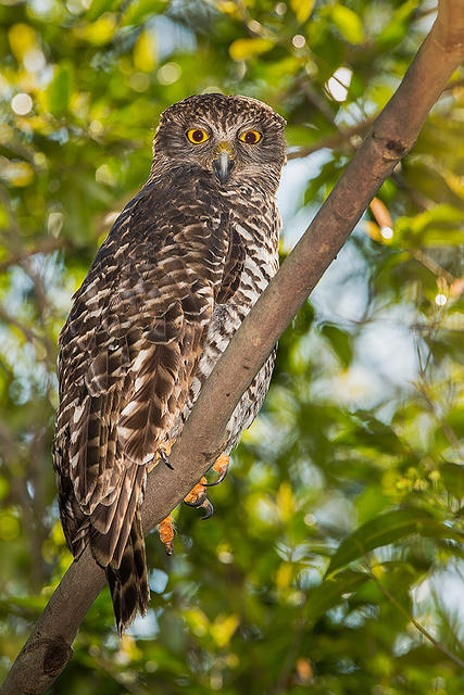 powerful owl 18190