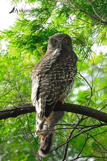 powerful owl 1846b