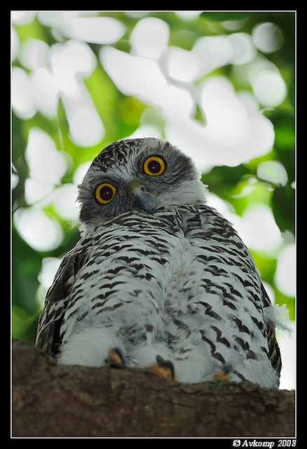 powerful owl 3151