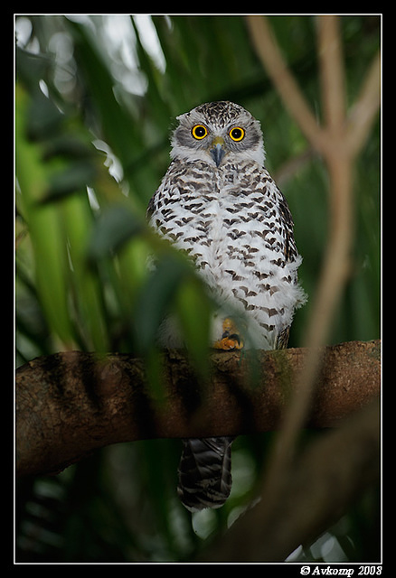 powerful owl 3175