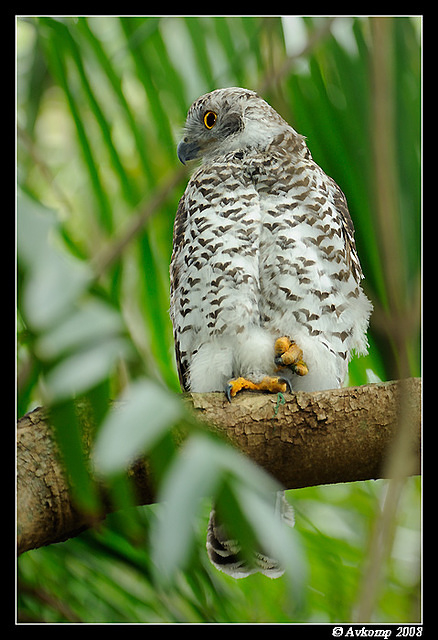 powerful owl 3186