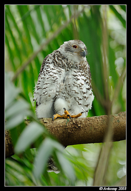 powerful owl 3189