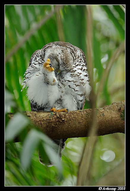 powerful owl 3190