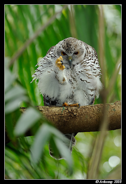 powerful owl 3191