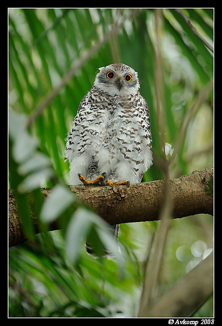 powerful owl 3193