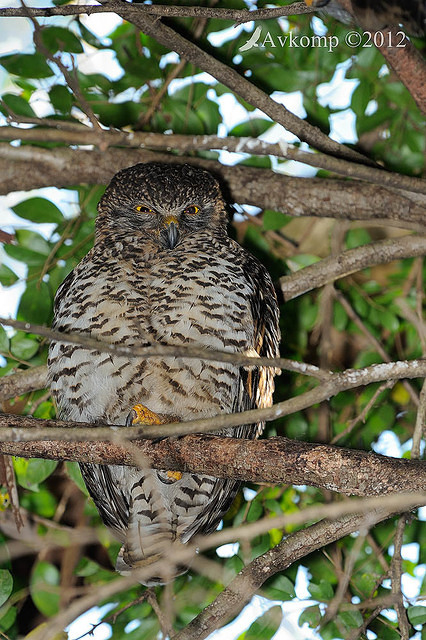 powerful owl 3632