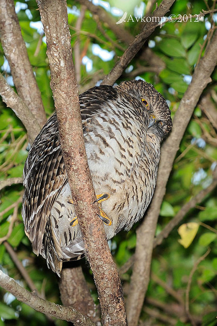 powerful owl 3638