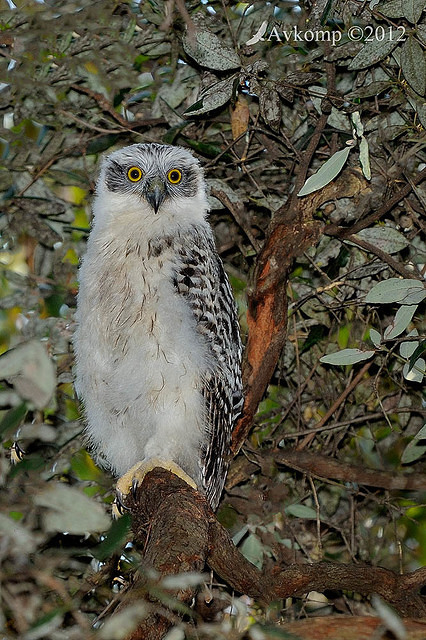 powerful owl 3648