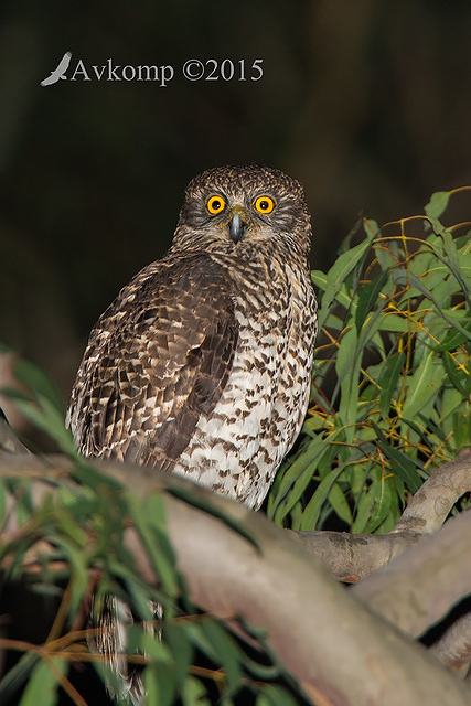 powerful owl 3665