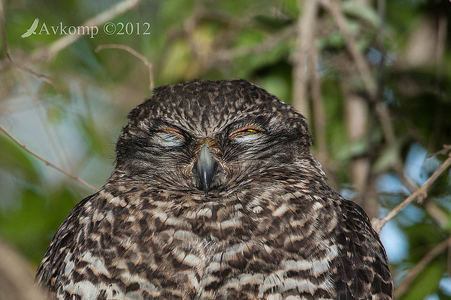 powerful owl 3667