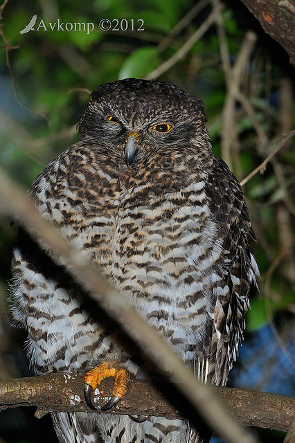 powerful owl 3682