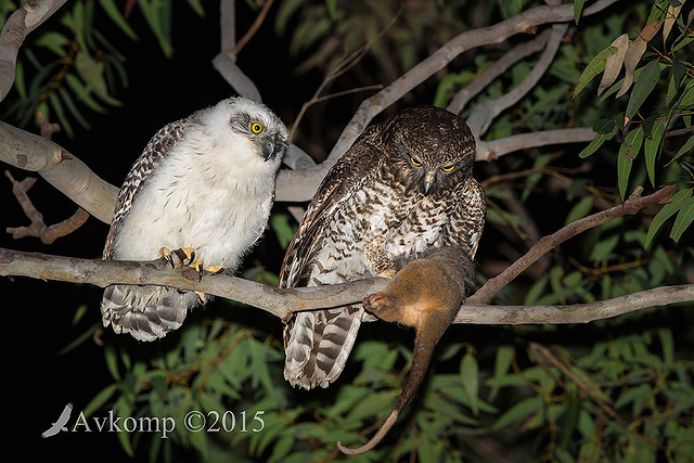 powerful owl 3685