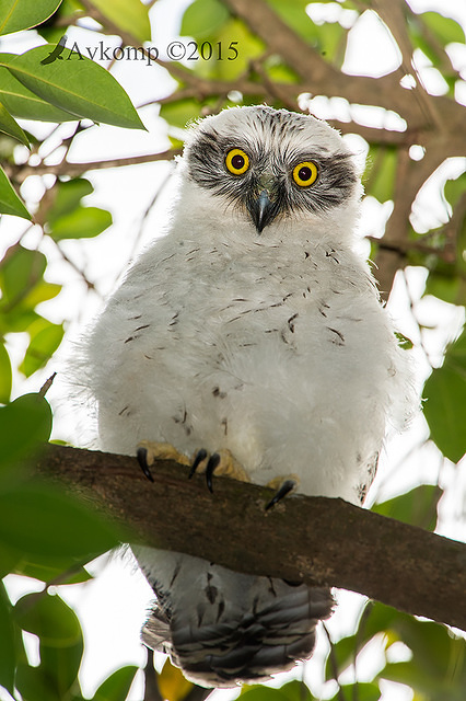 powerful owl 3710 001