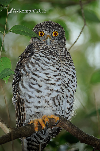 powerful owl 5723