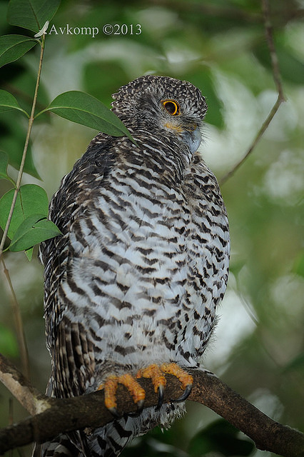 powerful owl 5724