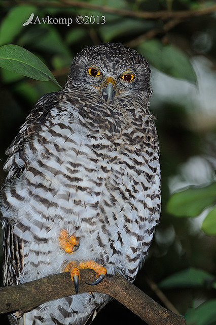 powerful owl 5744