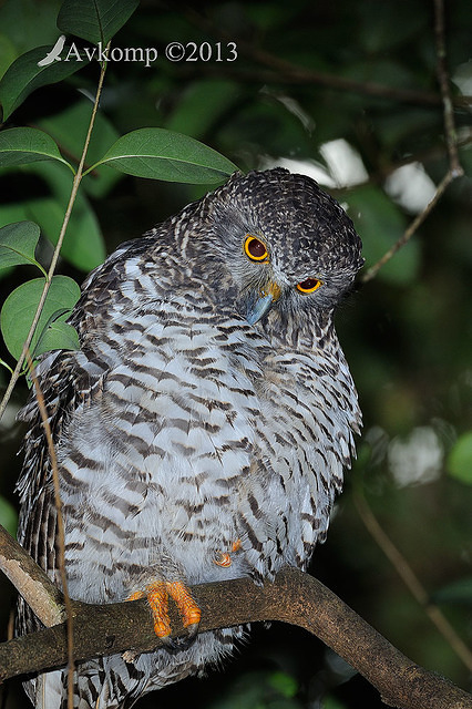 powerful owl 5760