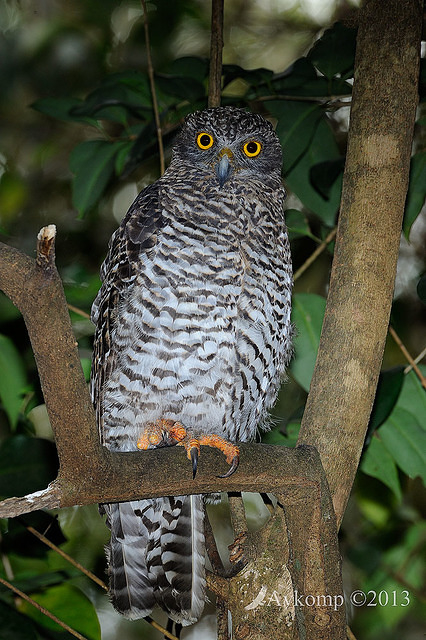 powerful owl 5766