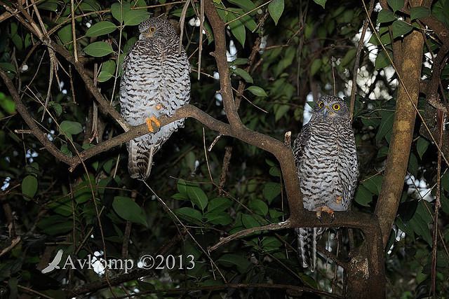 powerful owl 5779