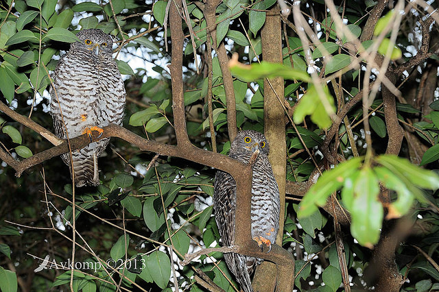 powerful owl 5783