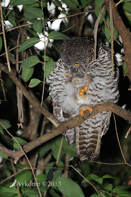 powerful owl 5788