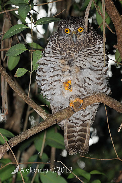 powerful owl 5789