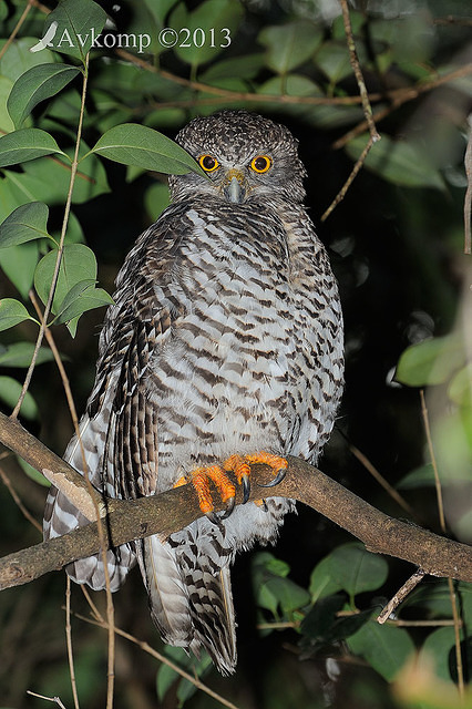 powerful owl 5791