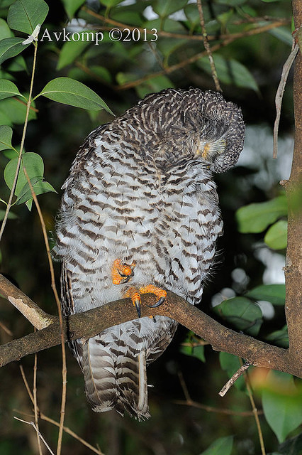 powerful owl 5797