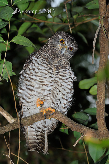 powerful owl 5798