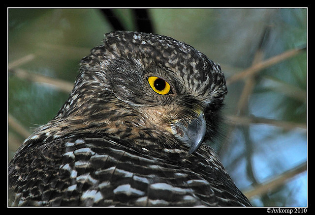 powerful owl 6360