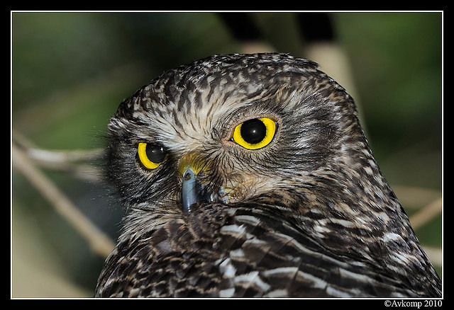 powerful owl 6378