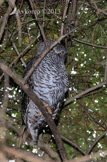 powerful owl 7038