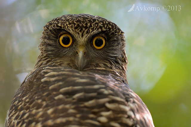 powerful owl 7044