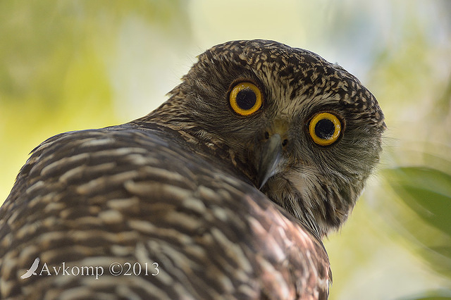 powerful owl 7046