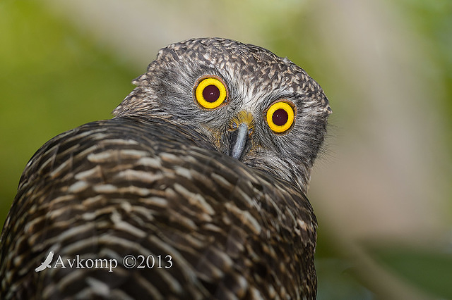 powerful owl 7067