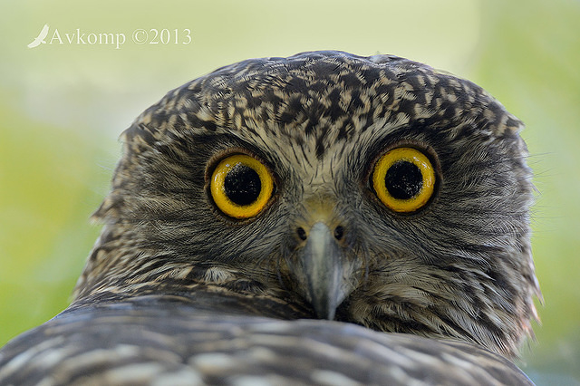 powerful owl 7083