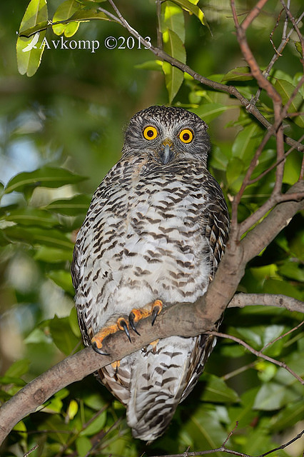 powerful owl 7098