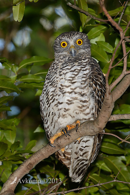 powerful owl 7103