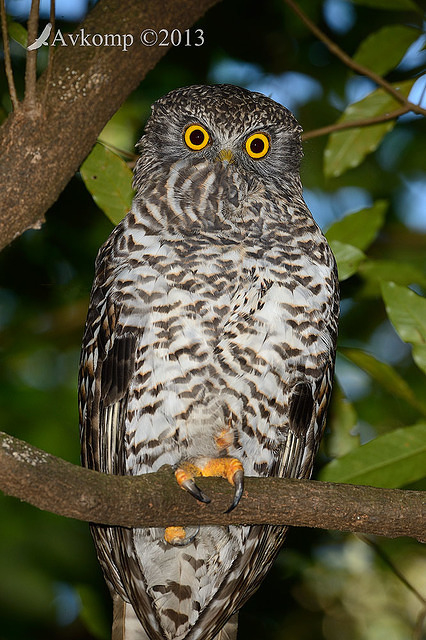 powerful owl 7106