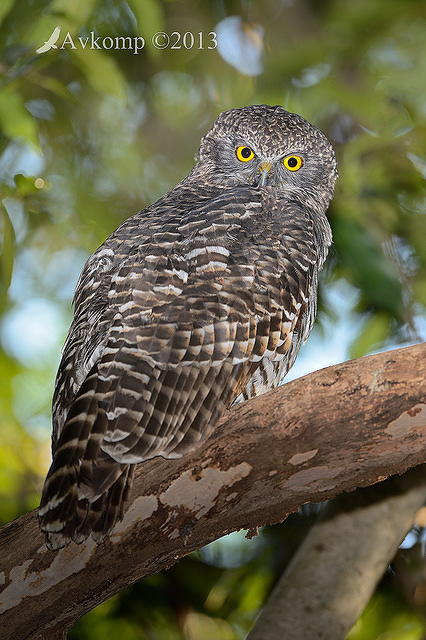 powerful owl 7143