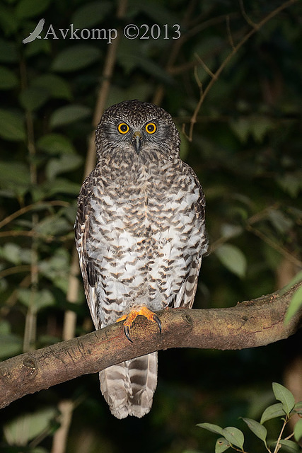 powerful owl 7160