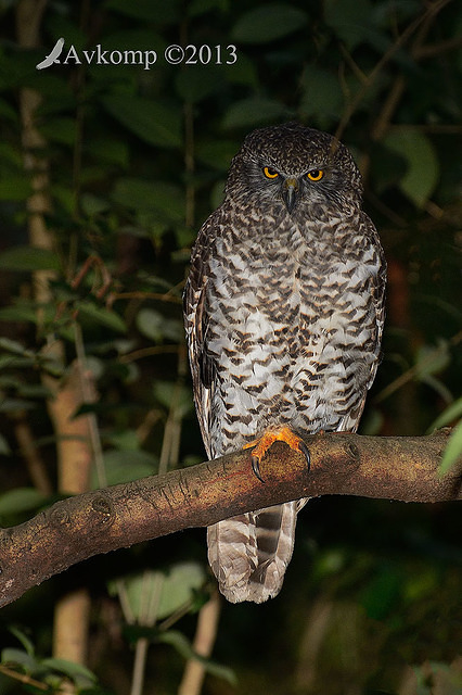 powerful owl 7161