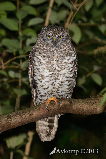 powerful owl 7164