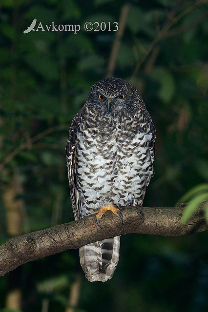 powerful owl 7165