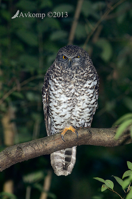 powerful owl 7166